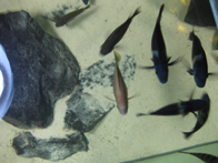 &copy; Zierfischfreunde Immenhausen-Holzhausen